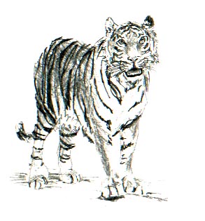 Harimau di Tahun Harimau  Belang sumatra